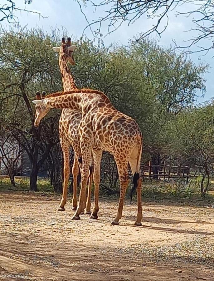شقة Kudus Crest Bush Retreat مارلوث بارك المظهر الخارجي الصورة